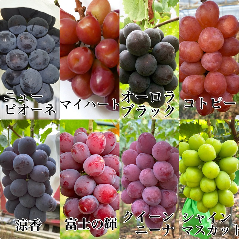 ã¶ã©ã 2026幎 å
è¡äºçŽ èŸ²å®¶ãã ããã®ã·ã£ã€ã³ãã¹ã«ããïŒãä»»ã2åçš® 3æ¿åèšçŽ1.5kg ãã㊠è¡è 岡山çç£ åœç£ ãã«ãŒã æç© ã®ãã ã Nini farm 蟲家 çŽé ã