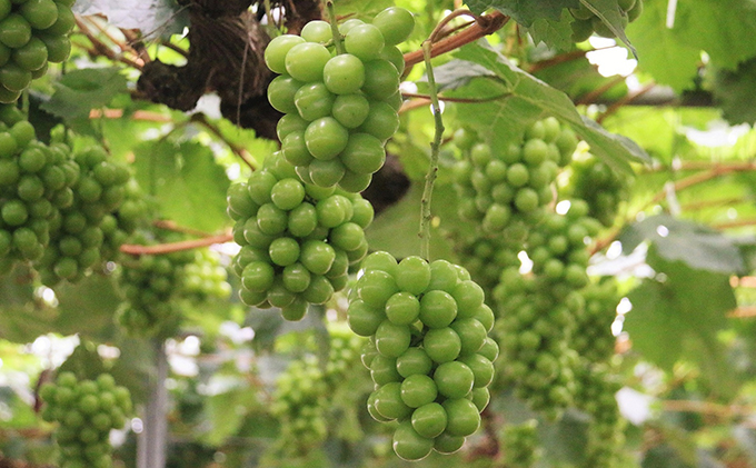 【2026年先行予約】 ぶどう 岡山県産 晴れの国からの 贈り物 ピオーネ ＆ シャインマスカット 詰合せ 1.2kg以上(2房)《2026年8月下旬-9月下旬出荷》 葡萄 ブドウ フルーツ 果物 数量限定 期間限定 里庄町