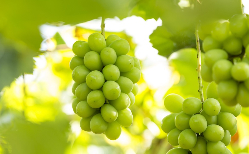 岡山県産 摘み落としぶどう 農家セレクト2種詰め合わせ 約1kg 葡萄 ブドウ 岡山県産 オーロラブラック ピオーネ クイーンニーナ シャインマスカット 数量限定