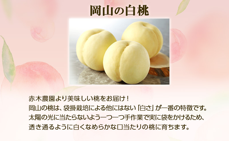 【2026年先行予約】 桃 ぶどう 欲張りセレクト 定期便 2回コース ( 白桃 ・ シャインマスカット ）《2026年7月上旬-8月中旬頃出荷》 もも モモ 葡萄 ブドウ 里庄町 数量限定