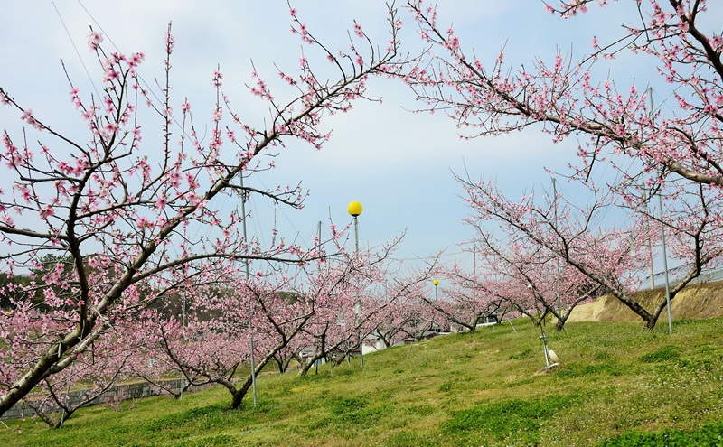 ãæ¡ 2026幎 å
è¡äºçŽãèŽççš å²¡å±±çœæ¡ çŽ2kg(5ïœ7ç) ãã ã¢ã¢ 岡山ç åœç£ ãã«ãŒã æç©