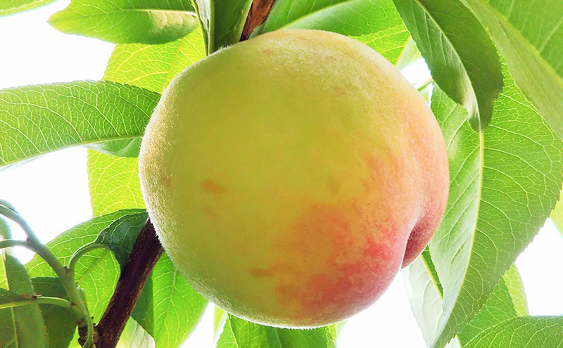 ãæ¡ 2026幎 å
è¡äºçŽãèŽççš å²¡å±±çœæ¡ çŽ2kg(5ïœ7ç) ãã ã¢ã¢ 岡山ç åœç£ ãã«ãŒã æç©