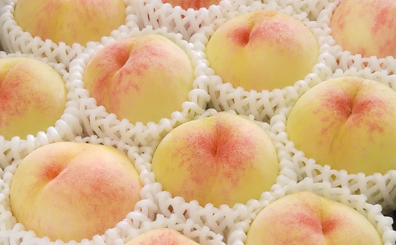 【桃 2026年 先行予約】贈答用 岡山白桃 約1.5kg(4～6玉) もも モモ 岡山県 国産 フルーツ 果物