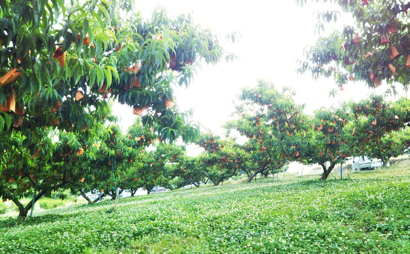 【桃 2026年 先行予約】贈答用 清水白桃 約2kg(5～7玉) もも モモ 岡山県 国産 フルーツ 果物