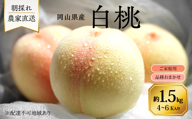 桃 2026年 先行予約 岡山県産 白桃 品種おまかせ ご家庭用 1.5kg(4～6玉) 朝採れ 農家直送 限定60箱
