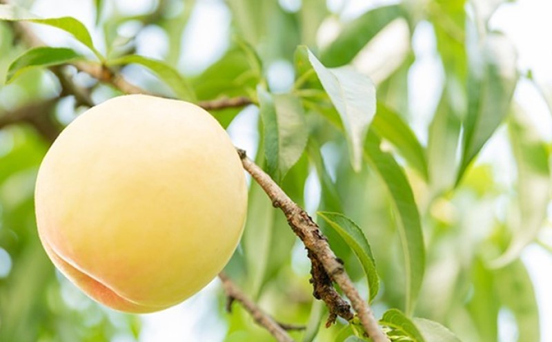 桃 2024年 先行予約 白桃 8玉 合計約2.0kg 岡山県 フルーツ もも 桃 モモ ピーチ 人気 新鮮 フルーツ 桃 デザート フルーツ もも 桃 モモ ギフト くだもの 桃 もも 果物 フルーツ 桃 もも