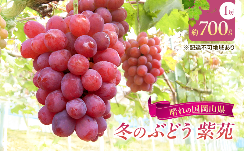 【2026年先行予約】 ぶどう 岡山県産 冬のぶどう 紫苑 （ 種無し ）1房（約700g） 《2026年10月中旬-11月上旬頃出荷》 葡萄 ブドウ フルーツ 果物 数量限定 期間限定 岡山 里庄町 果物類