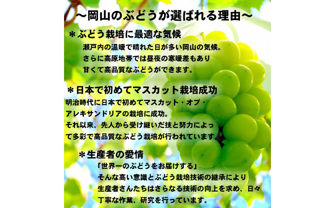 ぶどう 2026年 先行予約 シャイン マスカット 【8月中旬～順次発送分】約2kg 糖度抜群！ ブドウ 葡萄 岡山県産 国産 フルーツ 果物 ギフト 果物類 