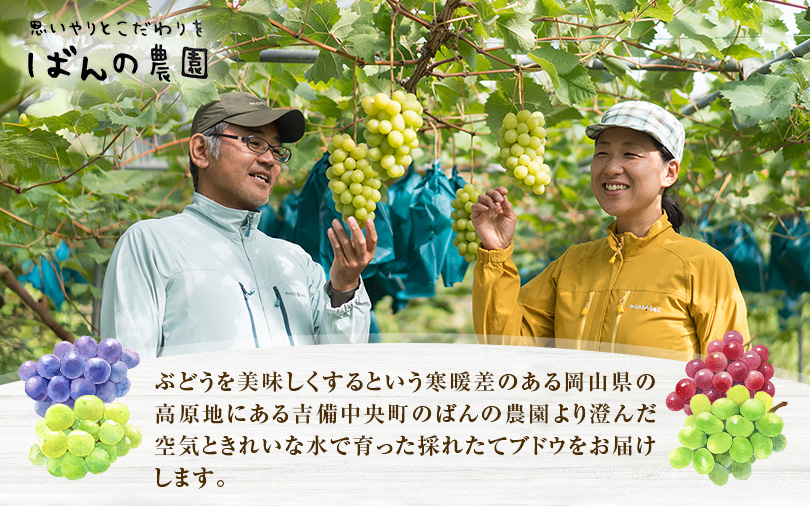 ぶどう 2026年 先行予約 シャイン マスカット 約1kg 2房 減農薬／ハウス栽培 ブドウ 葡萄 岡山県産 国産 フルーツ 果物 ギフト ばんの農園 果物類 シャインマスカット 