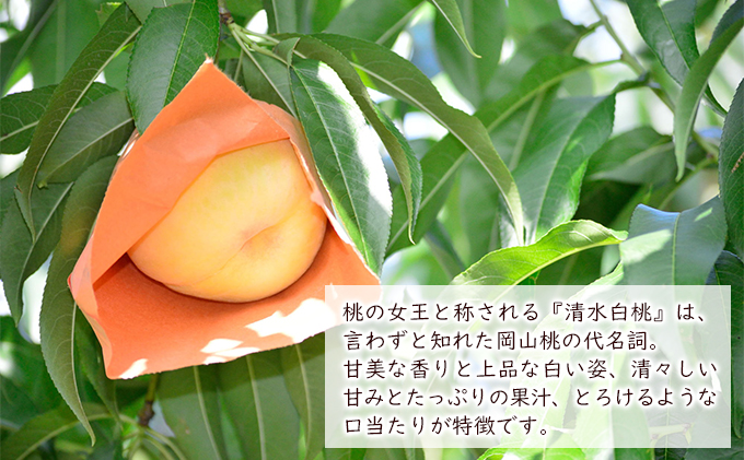 桃 2024年 先行予約 清水 白桃 約1.5kg（5～6玉） もも モモ 岡山県産 国産 フルーツ 果物 ギフト