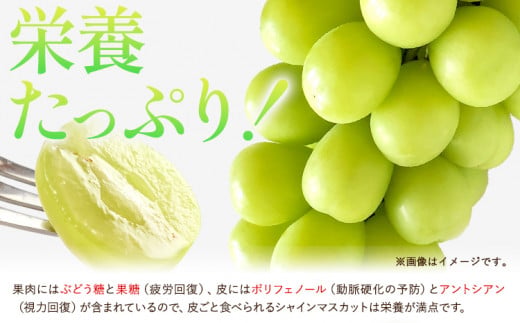 ご家庭用 シャインマスカット 2kg《8月下旬-9月中旬頃出荷》田尻盛果園 フルーツ 果物 マスカット ぶどう