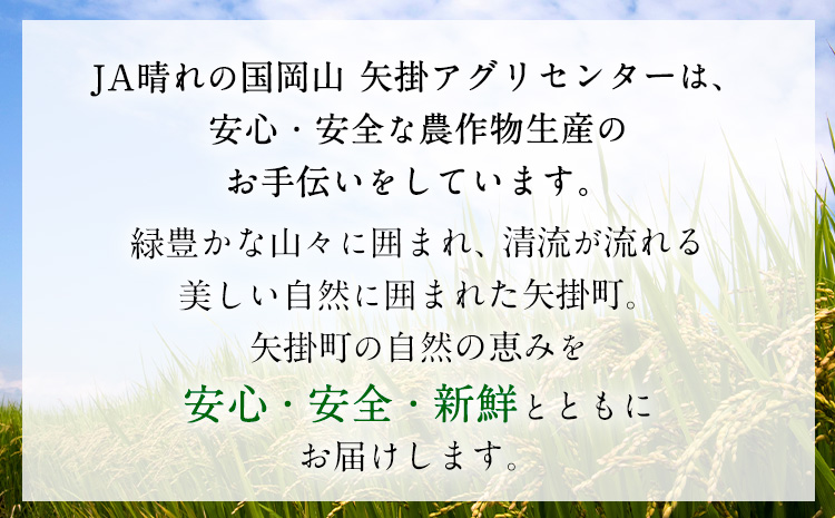 驥手除 邀ウ 譌ャ縺ョ 繧、繧ソ繝ェ繧「驥手除 2蜩∫岼 繝ェ繧セ繝繝育アウ 1kg 繧サ繝繝 縲1譛井ク頑流-3譛域忰鬆蜃コ闕キ縲徽A譎エ繧後ョ蝗ス 遏「謗帙い繧ー繝ェ繧サ繝ウ繧ソ繝シ 驥手除 縺ュ縺 繝阪ぐ 蝗ス逕」 繧、繧ソ繝ェ繧「 繝ェ繝シ繧ュ 繝励Ξ繧ウ繝シ繝√ぉ 繧ォ繧ソ繝ュ繝シ繝九Ε 隘ソ豢 繝ェ繧セ繝繝 騾∵侭辟。譁