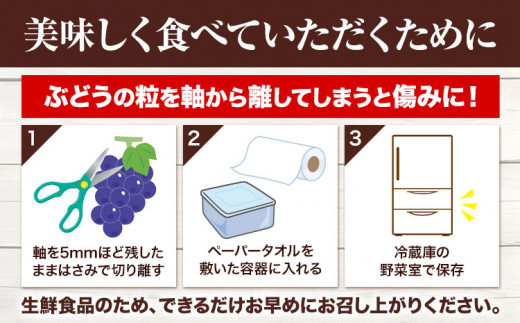 223.【先行予約】 岡山県産 つる付きニューピオーネ 1房 680g以上 露地栽培 葡萄 果物 厳選出荷 スイーツ フルーツ デザート 岡山県矢掛町《9月上旬-10月下旬頃出荷》 種なしぶどう 【配送不可地域あり】