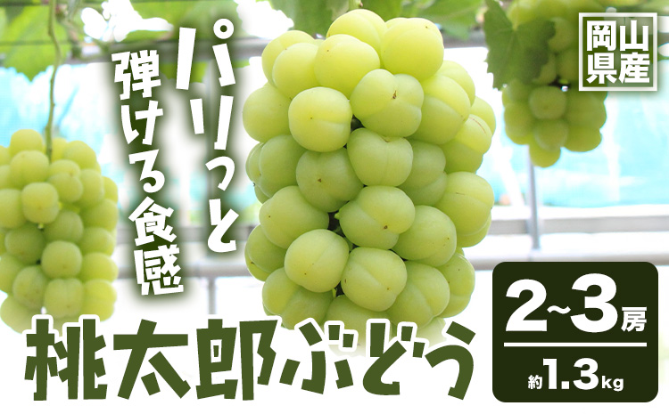 【2026年発送先行予約】岡山県産 桃太郎ぶどう 1.3kg 2房-3房 晴れの国おかやま館 《2026年9月上旬-9月下旬頃出荷》岡山県 矢掛町 葡萄 ぶどう 果物 スイーツ フルーツ デザート【配送不可地域あり】（離島）