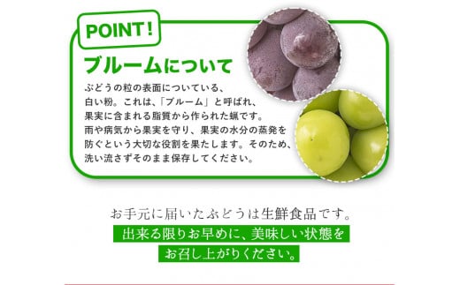 57. 秀品 ニューピオーネ シャインマスカット 詰め合わせ 約1.2kg 2房《9月上旬-10月中旬頃出荷》 st-p