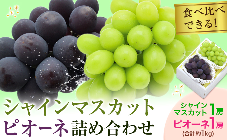 【2026年発送先行予約】シャインマスカット・ピオーネ詰め合わせ 約1.0kg マスカット 葡萄 ブドウ ぶどう ピオーネ フルーツ セット 晴れの国おかやま館 《2026年8月下旬-9月中旬頃出荷》 フルーツ 果物 果実 岡山県 矢掛町