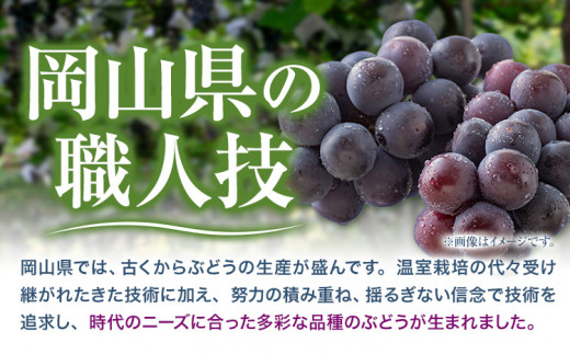 255.ãå
è¡äºçŽã 岡山çç£ ãã¥ãŒããªãŒã 2æ¿ 480gä»¥äž ããŠã¹æ œå¹ è¡è æç© å³éžåºè· ã¹ã€ãŒã ãã«ãŒã ãã¶ãŒã 岡山çç¢æçºã7æäžæ¬-8æäžæ¬é åºè·ã çš®ãªãã¶ã©ã ãé
éäžå¯å°åããã