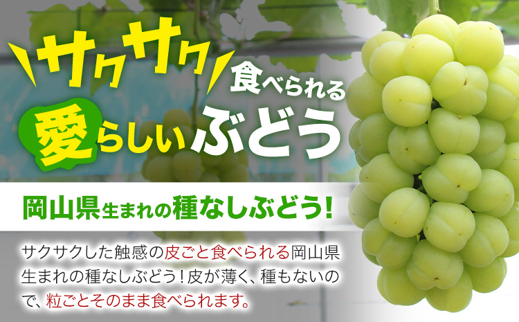 【2026年発送先行予約】岡山県産 桃太郎ぶどう 1.3kg 2房-3房 晴れの国おかやま館 《2026年9月上旬-9月下旬頃出荷》岡山県 矢掛町 葡萄 ぶどう 果物 スイーツ フルーツ デザート【配送不可地域あり】（離島）