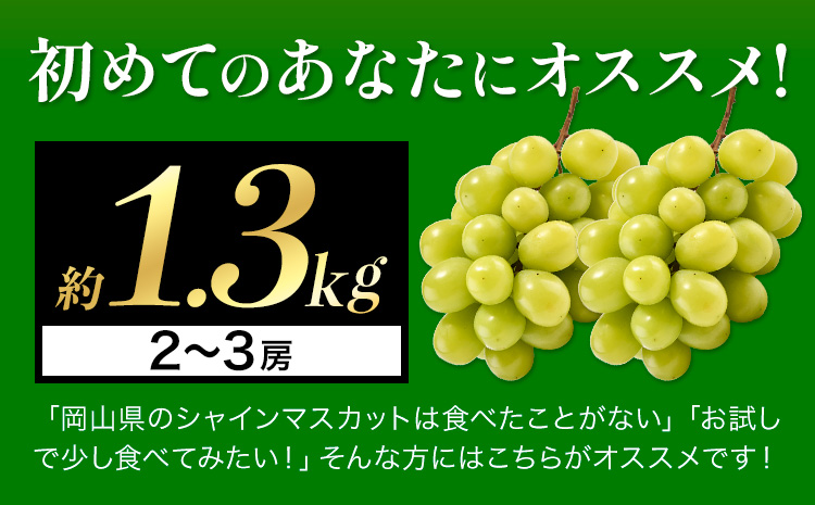 【2026年発送先行予約】厳選 シャインマスカット 約1.3kg 2-3房《2026年9月上旬-11月中旬頃に出荷予定》ぶどう 種なし ぶどう 岡山 ぶどう 先行予約 ぶどう シャインマスカット 大粒 シャインマスカット シャインマスカット 岡山 シャインマスカット ぶどう 