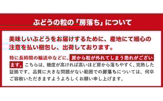 訳あり ニューピオーネ シャインマスカット 詰め合わせ 約1.2kg 2房《9月上旬〜10月中旬頃に出荷予定》