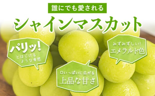 【2026年発送先行予約】厳選 シャインマスカット 約1.3kg 2-3房《2026年9月上旬-11月中旬頃に出荷予定》ぶどう 種なし ぶどう 岡山 ぶどう 先行予約 ぶどう シャインマスカット 大粒 シャインマスカット シャインマスカット 岡山 シャインマスカット ぶどう 