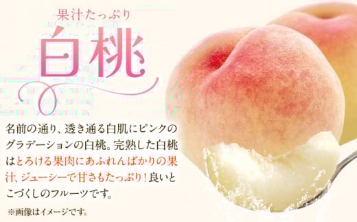 248.【先行予約】 岡山白桃 & シャインマスカット（晴王）& ニューピオーネ セット【配送不可地域あり】白桃 ロイヤル シャインマスカット 1房 ニューピオーネ 1房《7月上旬-8月中旬頃出荷》 岡山県 矢掛町 桃 もも 晴王 ぶどう 詰め合わせ 果物