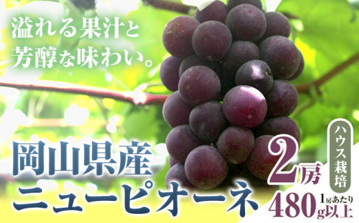 255.【先行予約】 岡山県産 ニューピオーネ 2房 480g以上 ハウス栽培 葡萄 果物 厳選出荷 スイーツ フルーツ デザート 岡山県矢掛町《7月上旬-8月下旬頃出荷》 種なしぶどう 【配送不可地域あり】