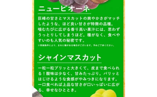 57. 秀品 ニューピオーネ シャインマスカット 詰め合わせ 約1.2kg 2房《9月上旬-10月中旬頃出荷》 st-p