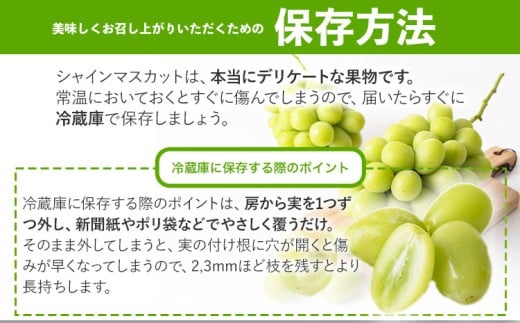 遘蜩 繧キ繝」繧、繝ウ繝槭せ繧ォ繝繝 邏600g 1謌ソ縲9譛井ク頑流-11譛井ク頑流鬆蜃コ闕キ縲 st-p