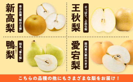 訳あり 岡山県産 旬の梨 約1.8kg 2~5玉前後 梨 訳あり 優品 新高 愛宕 王秋梨 鴨梨 スイーツ フルーツ デザート 旬 岡山県矢掛町《9月上旬-1月末頃に出荷予定》数量限定