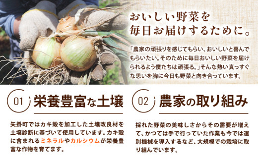 玉ねぎ 矢掛町産 訳あり 玉ねぎ 約2kg《5月末〜7月中旬頃に出荷予定》 約 2kg 野菜 岡山県 矢掛町 五千円以下 たまねぎ 大きさ不揃い 訳ありたまねぎ