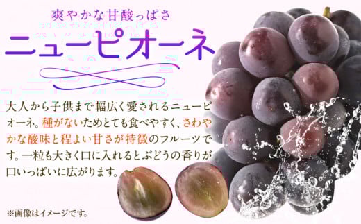 248.【先行予約】 岡山白桃 & シャインマスカット（晴王）& ニューピオーネ セット【配送不可地域あり】白桃 ロイヤル シャインマスカット 1房 ニューピオーネ 1房《7月上旬-8月中旬頃出荷》 岡山県 矢掛町 桃 もも 晴王 ぶどう 詰め合わせ 果物