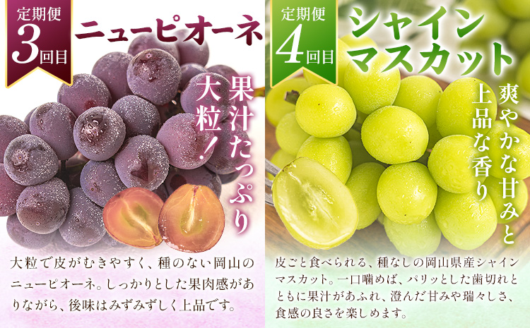 フルーツ 定期便 全5回 岡山県の 贅沢 フルーツ定期便 白桃 黄桃 ニューピオーネ シャインマスカット 梨《2026年7月-2027年12月末頃出荷》岡山県 矢掛町 送料無料 果物 フルーツ 旬 もも ぶどう なし お取り寄せフルーツ