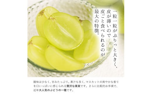 シャインマスカット【2026年出荷先行予約】 厳選 シャインマスカット 約3kg 《2026年9月上旬〜11月中旬頃に出荷予定》 シャインマスカット マスカット   シャインマスカット厳選