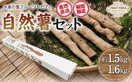 【2026年発送先行予約】 自然薯 セット 《2026年11月中旬‐12月末頃出荷》 水車の里フルーツトピア 岡山県 矢掛 自然薯　野菜 自然生 山芋