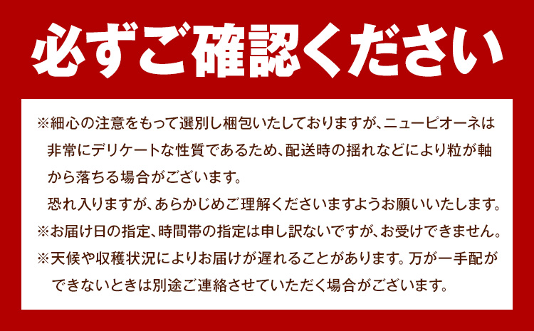【2026年発送先行予約】ご家庭用 岡山県産 ニューピオーネ 1.2kg 2-3房 晴れの国おかやま館 《2026年9月上旬-10月上旬頃出荷》岡山県 矢掛町 葡萄 ぶどう 果物 スイーツ フルーツ デザート【配送不可地域あり】（離島）