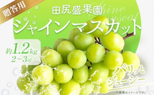 【先行予約】 秀品 贈答用 シャインマスカット 1.2kg(2~3房)《2026年8月下旬-9月中旬頃出荷》田尻盛果園 フルーツ 果物 マスカット ぶどう