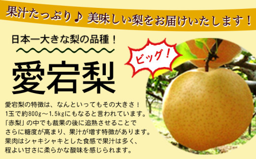 【2026年発送先行予約】 産地直送 愛宕梨 約1.4kg(2玉前後) 水車の里フルーツトピア 期間限定 岡山県矢掛町産 なし 果物 スイーツ フルーツ デザート《2026年12月上旬-2月上旬頃出荷》 梨