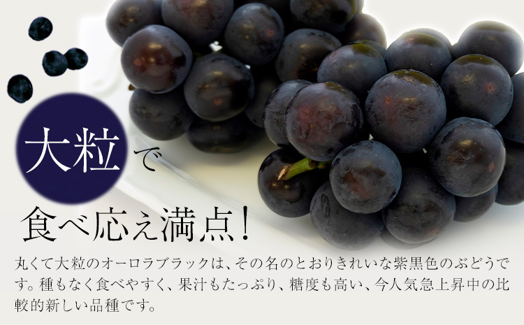 ã2026幎çºéå
è¡äºçŽããå®¶åºçš 岡山çç£ ãªãŒãã©ãã©ã㯠1.2kg 2-3æ¿ æŽãã®åœããããŸé€š ã2026幎9æäžæ¬-9æäžæ¬é åºè·ã岡山ç ç¢æçº è¡è ã¶ã©ã æç© ã¹ã€ãŒã ãã«ãŒã ãã¶ãŒããé
éäžå¯å°åãããïŒé¢å³¶ïŒ