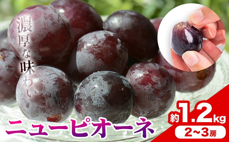 【2026年発送先行予約】ご家庭用 岡山県産 ニューピオーネ 1.2kg 2-3房 晴れの国おかやま館 《2026年9月上旬-10月上旬頃出荷》岡山県 矢掛町 葡萄 ぶどう 果物 スイーツ フルーツ デザート【配送不可地域あり】（離島）