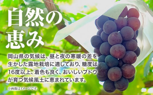  258.【先行予約】 岡山県産 訳ありつる付きニューピオーネ 3房 530g以上 葡萄 果物 厳選出荷 スイーツ フルーツ デザート 岡山県矢掛町《9月上旬-10月下旬頃出荷》 種なしぶどう【配送不可地域あり】
