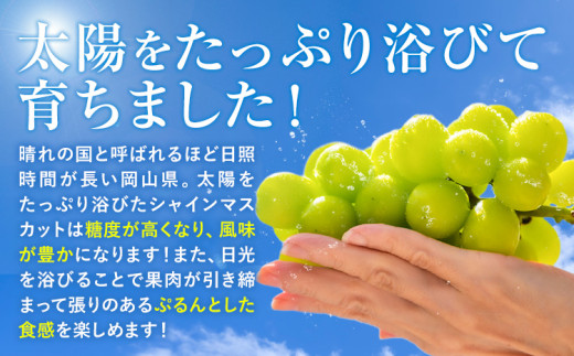 岡山çç£ ã·ã£ã€ã³ãã¹ã«ãã çŽ2kg ç¢æGrape Fairiesã9æäžæ¬-10ææ«é åºè·ã岡山ç ç¢æçº è¡è ãã¹ã«ãã æç© ã¹ã€ãŒã ãã«ãŒã ãã¶ãŒã