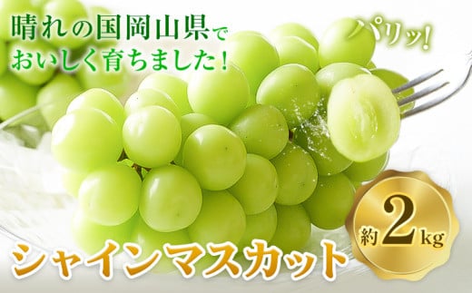 岡山県産 シャインマスカット 約2kg 矢掛Grape Fairies《9月中旬-10月末頃出荷》岡山県 矢掛町 葡萄 マスカット 果物 スイーツ フルーツ デザート