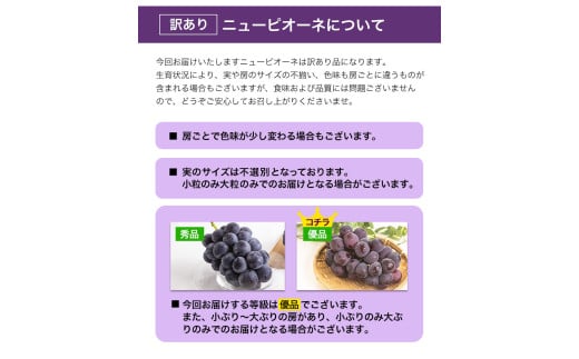 訳あり ニューピオーネ 約1.2kg 2房《8月下旬〜10月中旬頃に出荷予定(土日祝除く)》