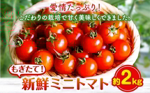 ミニトマト 約2kg 出原農園 《1月上旬-5月末頃出荷》 岡山県 矢掛町 野菜 ミニトマト もぎたて 新鮮 st-p