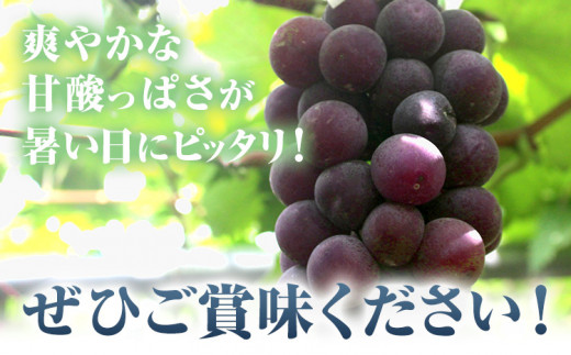 256.ãå
è¡äºçŽã 岡山çç£ ãã¥ãŒããªãŒã 2æ¿ 480gä»¥äž é²å°æ œå¹ è¡è æç© å³éžåºè· ã¹ã€ãŒã ãã«ãŒã ãã¶ãŒã 岡山çç¢æçºã9æäžæ¬-10æäžæ¬é åºè·ã çš®ãªãã¶ã©ã ãé
éäžå¯å°åããã