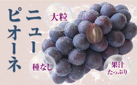  258.【先行予約】 岡山県産 訳ありつる付きニューピオーネ 3房 530g以上 葡萄 果物 厳選出荷 スイーツ フルーツ デザート 岡山県矢掛町《9月上旬-10月下旬頃出荷》 種なしぶどう【配送不可地域あり】