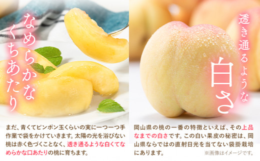 【2026年発送先行予約】桃 岡山の桃 約700g 《2026年6月下旬-9月上旬頃出荷》 白桃 岡山 白桃 はくとう スイーツ フルーツ 果物 先行予約 数量限定 期間限定 岡山 矢掛町 モモ もも 清水白桃 白鳳 白麗 一万以下 一万円以下 10000円以下