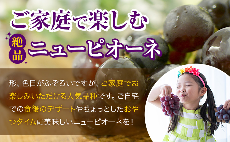 【2026年発送先行予約】ご家庭用 岡山県産 ニューピオーネ 1.2kg 2-3房 晴れの国おかやま館 《2026年9月上旬-10月上旬頃出荷》岡山県 矢掛町 葡萄 ぶどう 果物 スイーツ フルーツ デザート【配送不可地域あり】（離島）