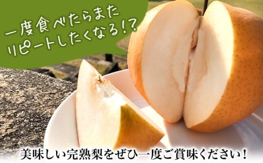 【2026年発送先行予約】 産地直送 愛宕梨 約1.4kg(2玉前後) 水車の里フルーツトピア 期間限定 岡山県矢掛町産 なし 果物 スイーツ フルーツ デザート《2026年12月上旬-2月上旬頃出荷》 梨